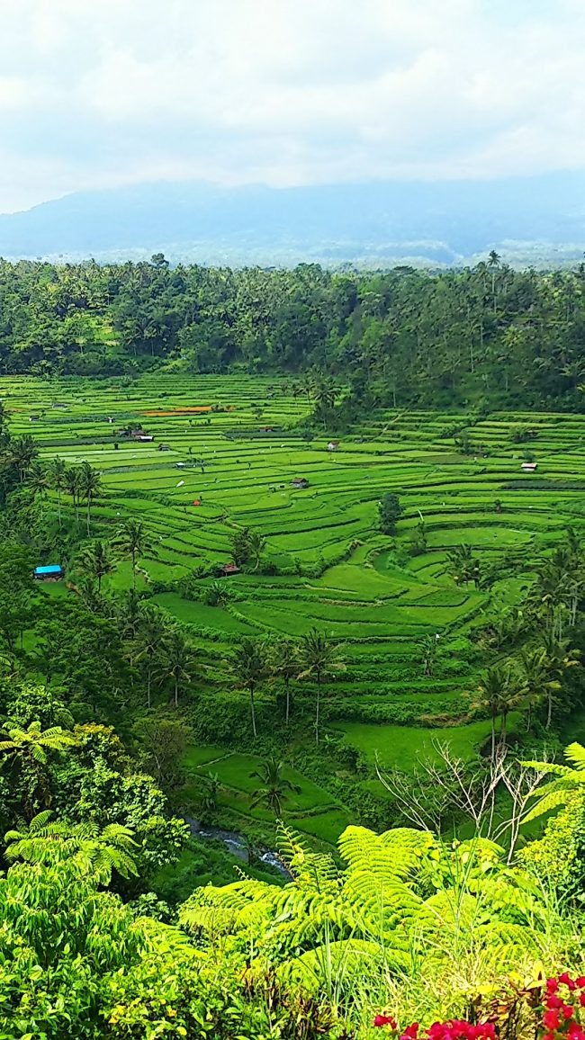 ホームページを新しくしました！